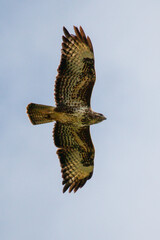 Winged Predator: a Hawk in Flight