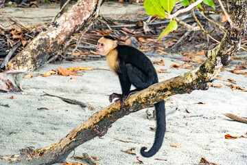 the capuchin monkey lives in Costa Rica in the jungle and is protected in the national parks