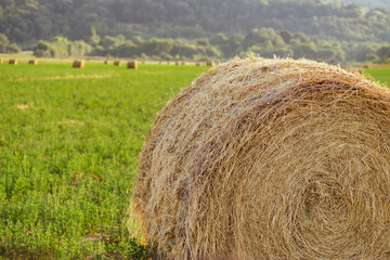 Evening landscape of straw hay bales on green field at sunset. Rural nature