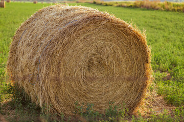 Evening landscape of straw hay bales on green field at sunset. Rural nature