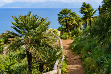 Fototapeta premium Beautiful palm trees growing in a mountainous slope near the sea and overlooking the sea.
