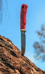 Knife with a damastil blade in a birch trunk