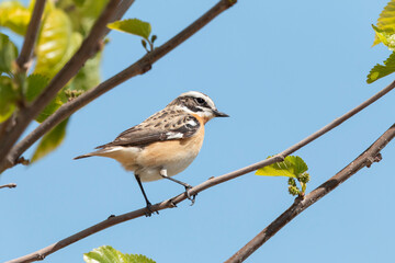 Whinchat  (Saxicola rubetra) in its natural habitat.
