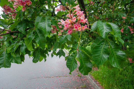 Pink  flowers  on blossoming chestnut tree in Kyiv botanical garden