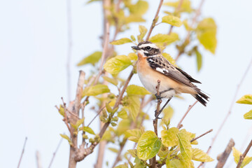 Whinchat  (Saxicola rubetra) in its natural habitat.