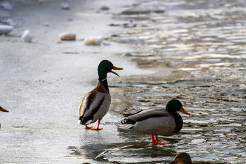 ducks in the snow