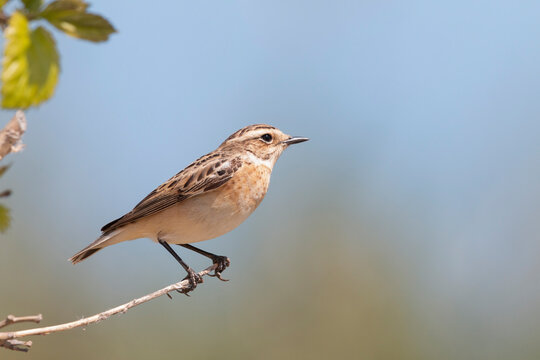 Whinchat  (Saxicola rubetra) in its natural habitat.