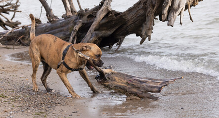 Pet Photography,  Happy Boxer Dog Playing Fetch on the Beach, Enjoying Freedom and Fun with Driftwood and water - obrazy, fototapety, plakaty