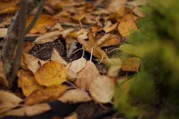 fallen autumn leaves
