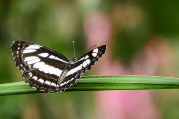 the beauty of butterflies in nature