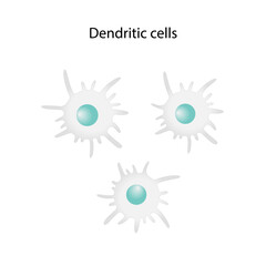 Dendritic cell of immune system, stained microscopic cell, vector illustration	