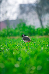 Red-wattled lapwing bird standing in field 