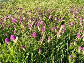Common flowers grow in the fields and in city parks brightening up the autumn