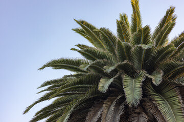 Canary Island Date Palm Tree