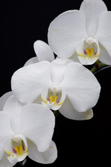 Fototapeta na wymiar tre orchidee su sfondo nero