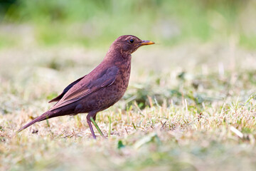 Common blackbird female (Turdus merula).