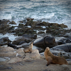 California Sea Lions at La Jolla Cove in California