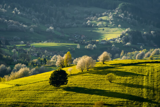 View of blossoming trees with white flowers and green meadows, spring in the Slovak forest,spring weather, Hriňová