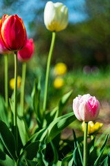 nice tulips in the garden