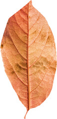 Close up of dry brown leaf