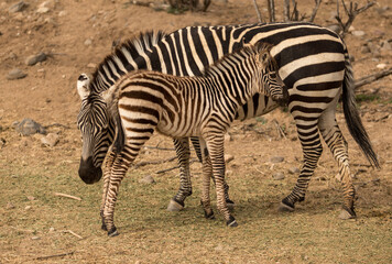 Fototapeta na wymiar two zebras in the zoo