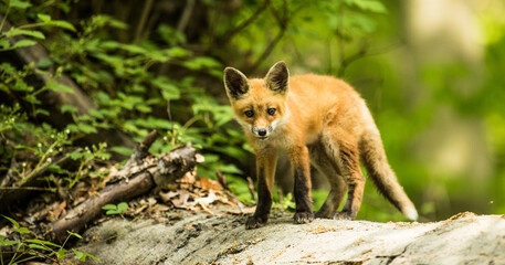 red fox in the woods