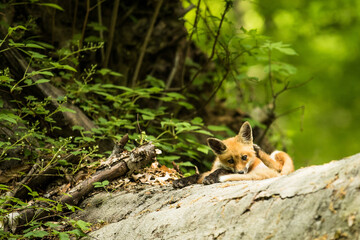 red fox cub