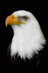 Eagle Eyes: A majestic Bald Eagle photographed in captivity at the Toronto Zoo