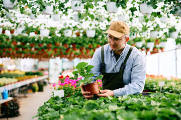 Naklejka na ściany i meble Smiling farmer works in flower greenhouse.