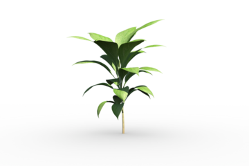 Little green seedling with leaves growing