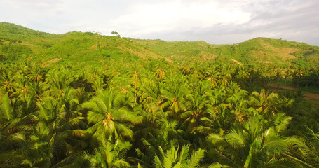 Palm tree growing in field