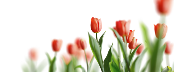 Group of red beautiful tulips isolated on transparent background. Shallow depth of field. 3D render.