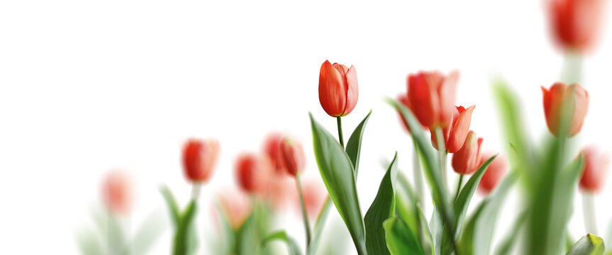 Group of red beautiful tulips isolated on transparent background. Shallow depth of field. 3D render.