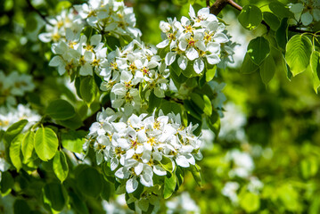 Flowering branch of pear in the garden in spring
