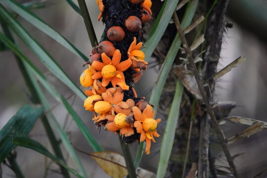 Astrocaryum murumuru (Portuguese common name: murumuru) is a palm native to Amazon Rainforest vegetation in Brazil, which bears edible fruits. Amazon rainforest, Brazil.