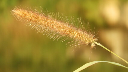 spike of grass in closeup