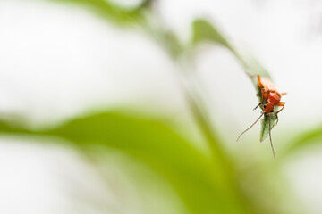 Fototapeta premium Ein roter Weichkäfer kanbbert an einer Blattspitze.