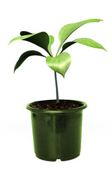 Digital composite image of potted plant