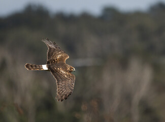 Female Northern Harrier hawk in flight