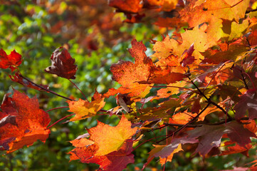 close view of red maple leaves in Autumn in country  of Quebec, Canada