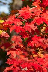 close view of red maple leaves in Autumn in country  of Quebec, Canada