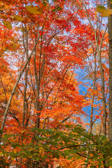 fairy view of red maple trees in Autumn in Quebec country , Canada