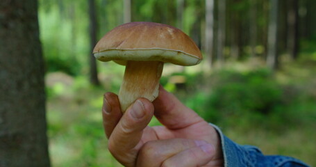 Large porcini white mushroom in the forest. Male hand holding fresh cut edible organic fungus cep...