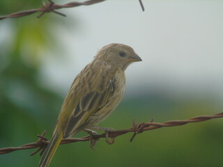 Bird on a barbed wire