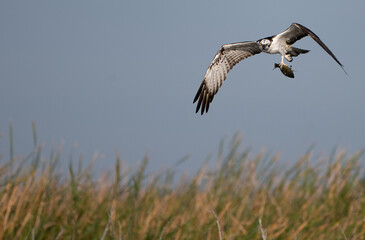 osprey with fish catch