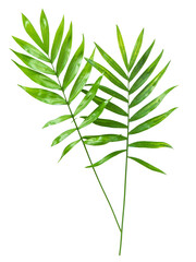 PNG Green palm leaves isolated white background