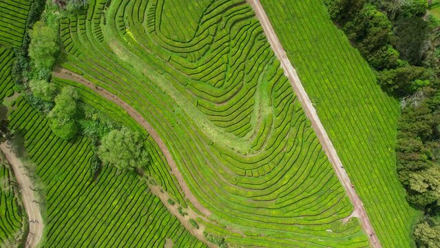 Aerial view of Gorreana, the oldest, and nowadays the only tea plantation in Europe, located in Sao Miguel island, in the azorean archipelago of Portugal