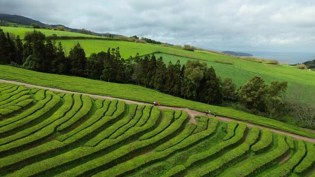 Aerial view of Gorreana, the oldest, and nowadays the only tea plantation in Europe, located in Sao Miguel island, in the azorean archipelago of Portugal