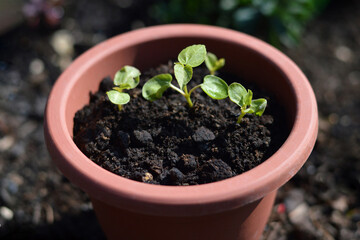 Growing hibiscus from seeds. Hibiscus moscheutos seedlings growing in flower pot