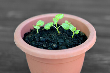 Growing hibiscus from seeds. Hibiscus moscheutos seedlings growing in flower pot